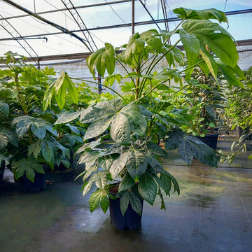 Fatsia Japonica