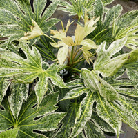 Fatsia japonica 'Spider Web' variegated Japanese Aralia leaves