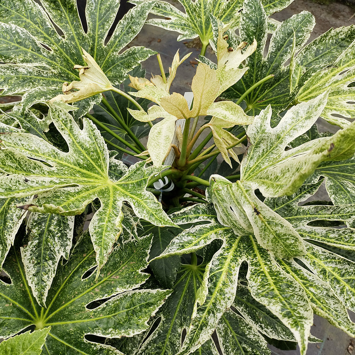 Fatsia japonica 'Spider Web' variegated Japanese Aralia leaves