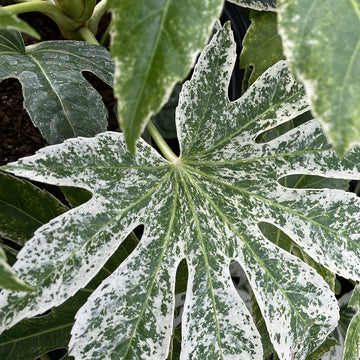 Fatsia japonica 'Spider Web' Aralia