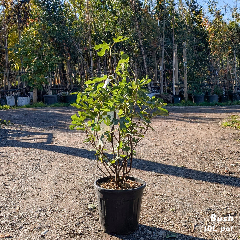 Brown Turkey Fig Tree