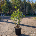Bush, 60-80cm, 10L pot