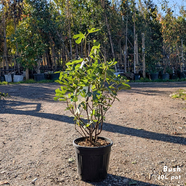 Brown Turkey Fig Tree