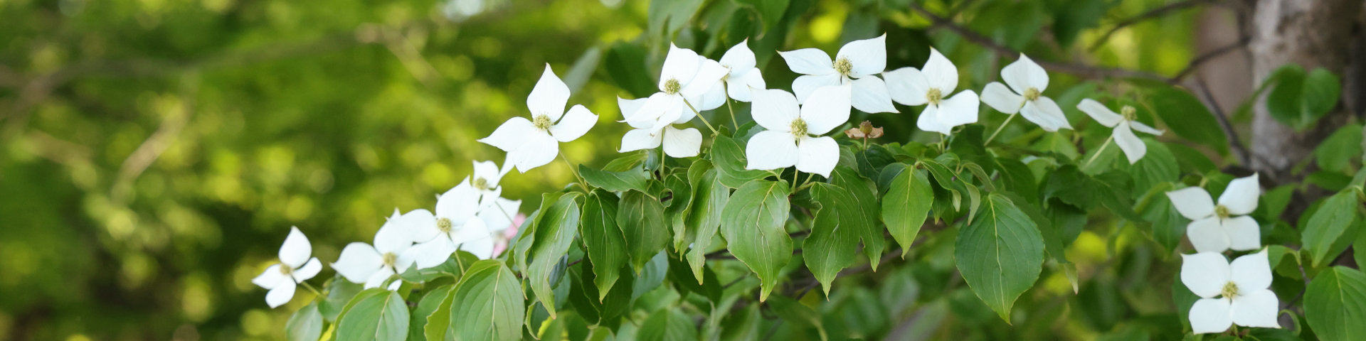 White flowering Dogwood Cornus