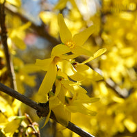 Forsythia intermedia spectabilis flowers