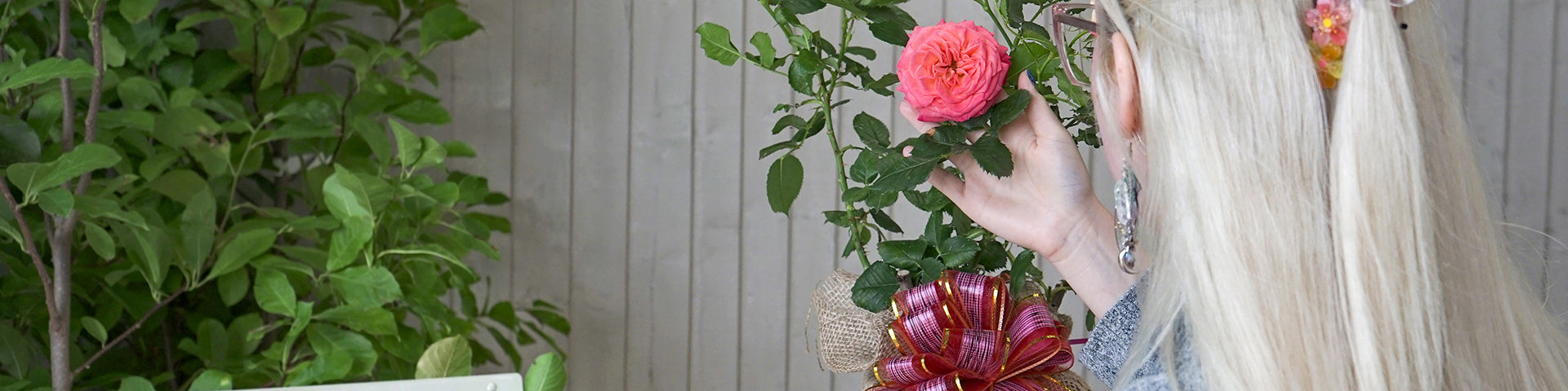 Gift wrapped rose bush