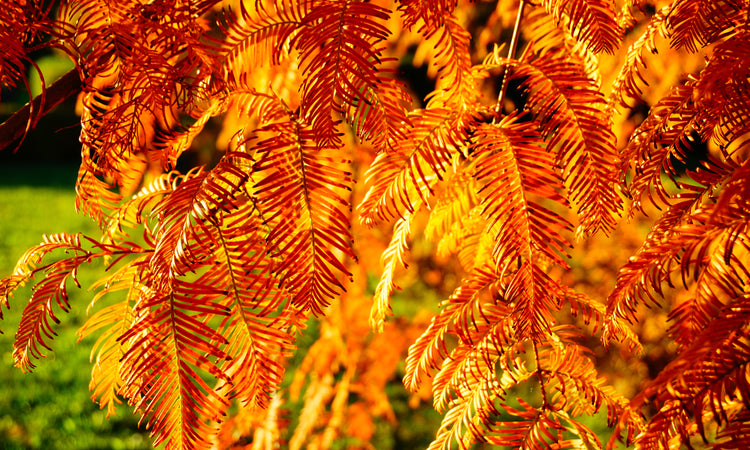 Yellow & Gold Coloured Foliage Trees | Ornamental Trees