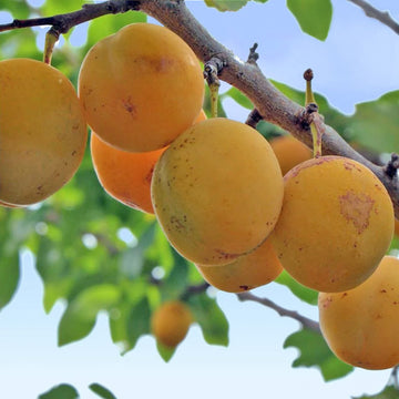Oullins Golden Gage Plum tree