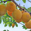 Oullins Golden Gage Plum tree