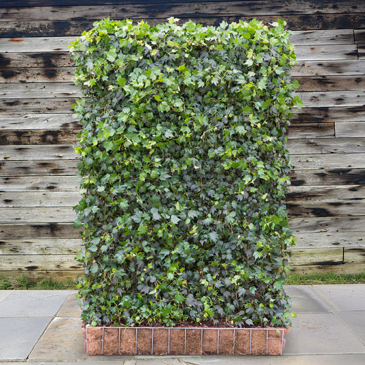 'Green Ripple' Ivy garden screen