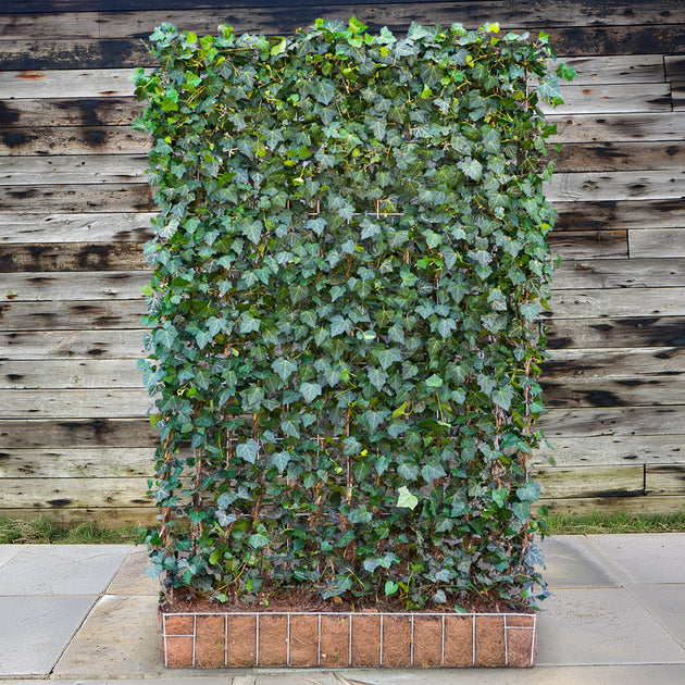 'Woerner' Ivy Garden Screening