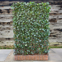 Native Ivy Garden Screening