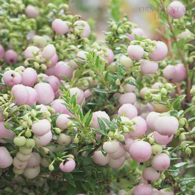 Gaultheria 'Pink Pearl' Prickly Heath