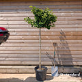Ginkgo biloba 'Mariken' half standard tree in pot