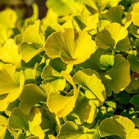 Ginkgo biloba 'Mariken'