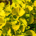 Ginkgo biloba 'Mariken'