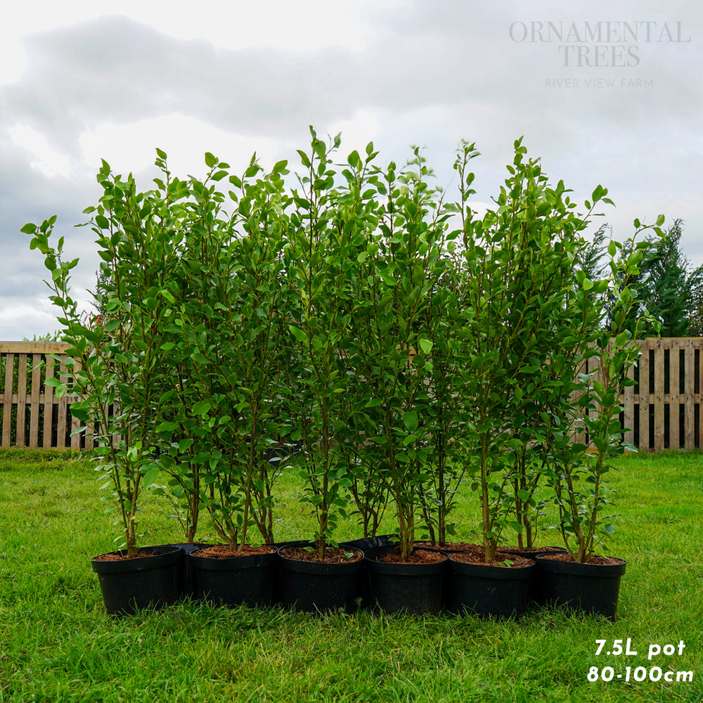 Griselina littoralis hedging