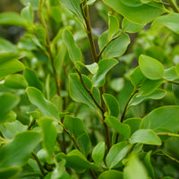 Griselina littoralis leaves