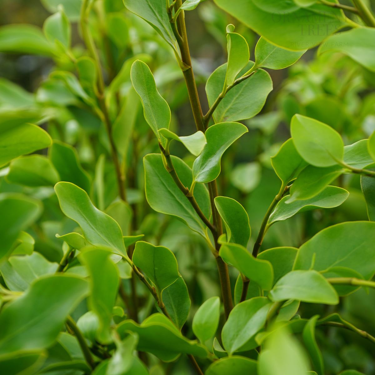 Griselina littoralis leaves