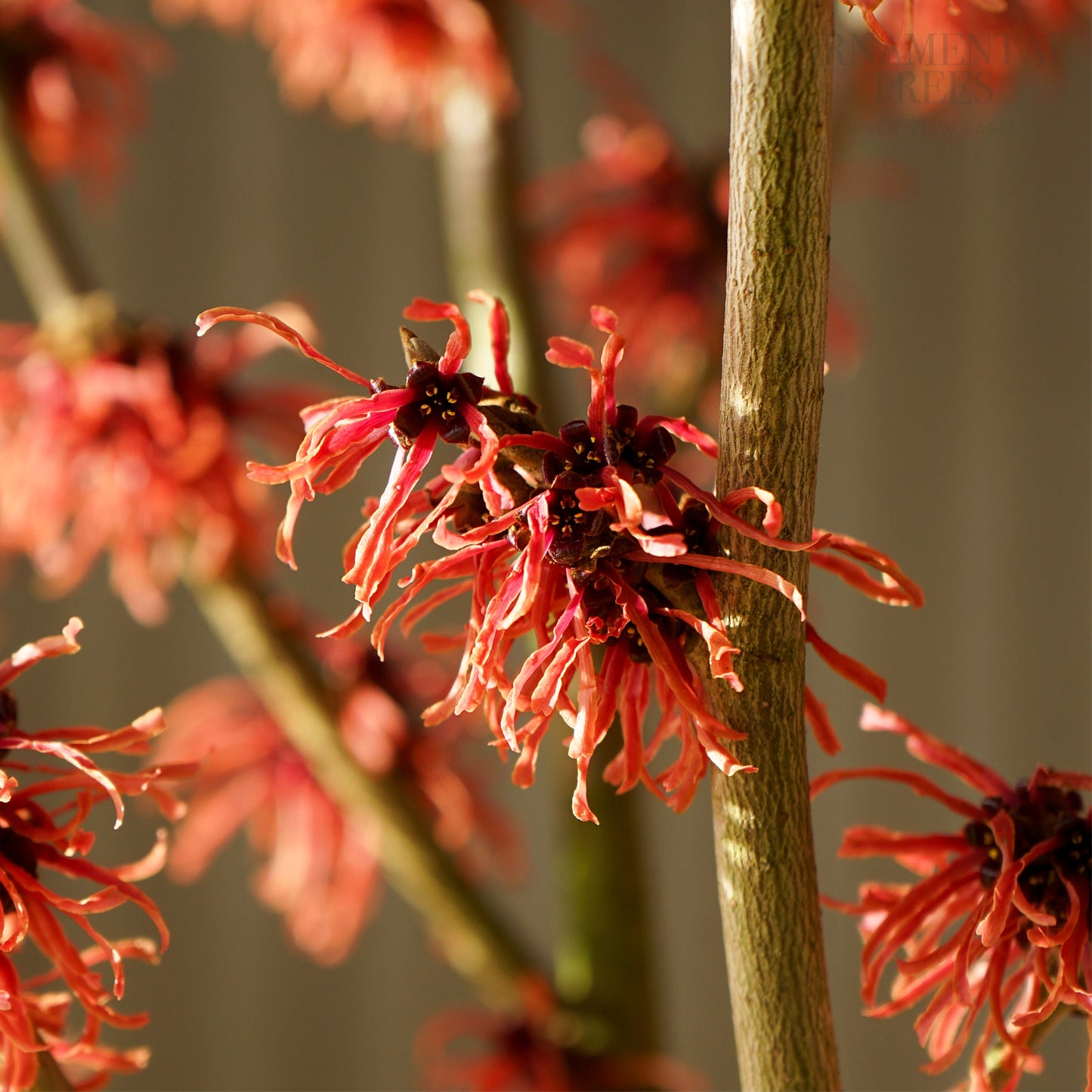 Hamamelis intermedia Ruby Glow Witch Hazel | Ornamental Trees