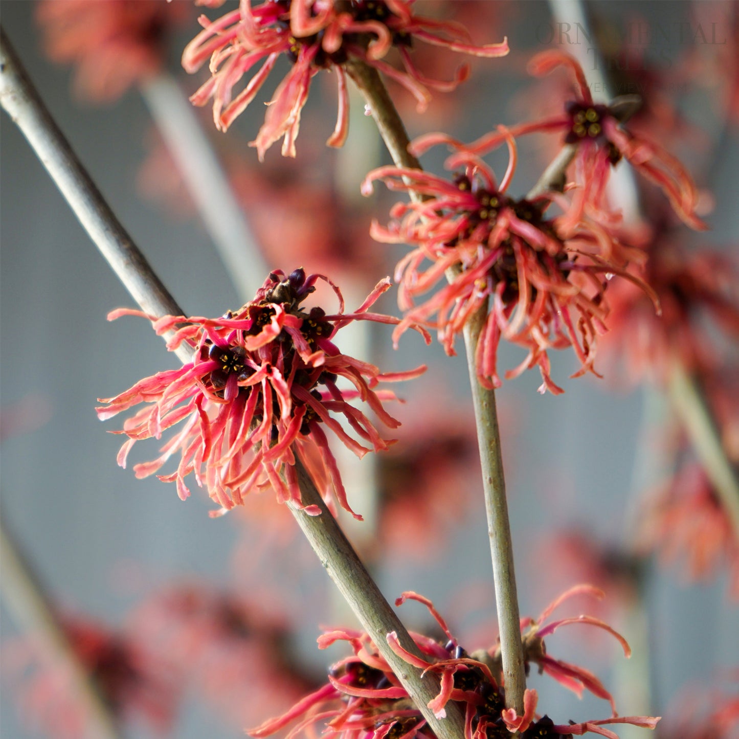 Hamamelis intermedia Ruby Glow Witch Hazel | Ornamental Trees