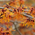 Bush, 150-175, 20L