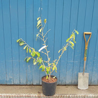 Hamamelis x intermedia 'Arnold Promise'