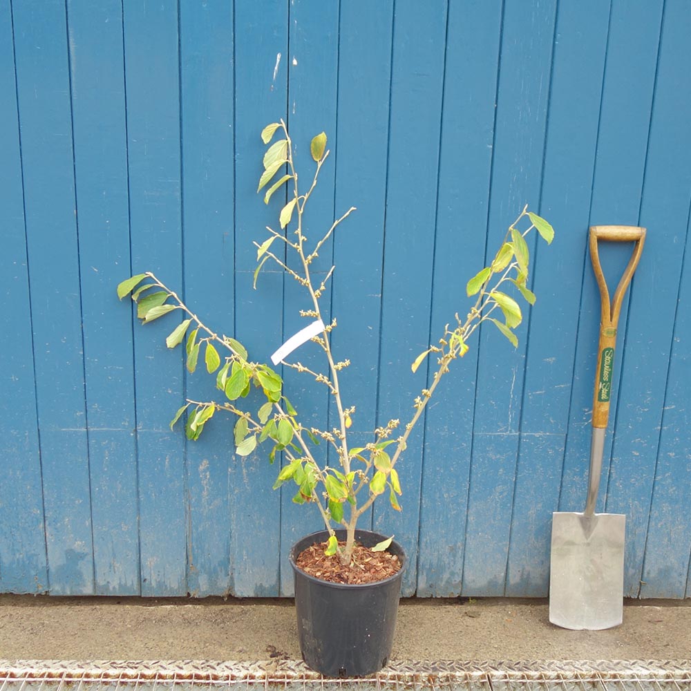 Hamamelis x intermedia 'Arnold Promise'