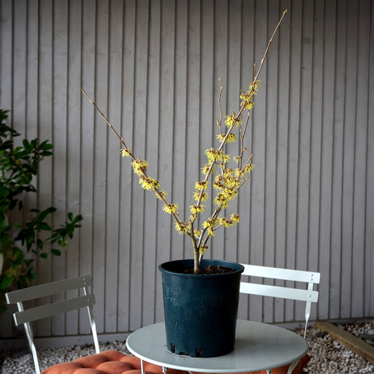 Hamamelis x intermedia 'Pallida' with yellow flowers in pot