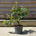 Hamamelis Jelena Bush 5L pot