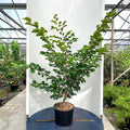 Bush, 150-180cm, 20L pot