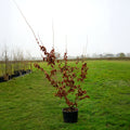 Bush, 150-180cm, 20L pot