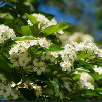 Crataegus persimilis 'Prunifolia' flowers