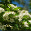 Crataegus persimilis 'Prunifolia' flowers