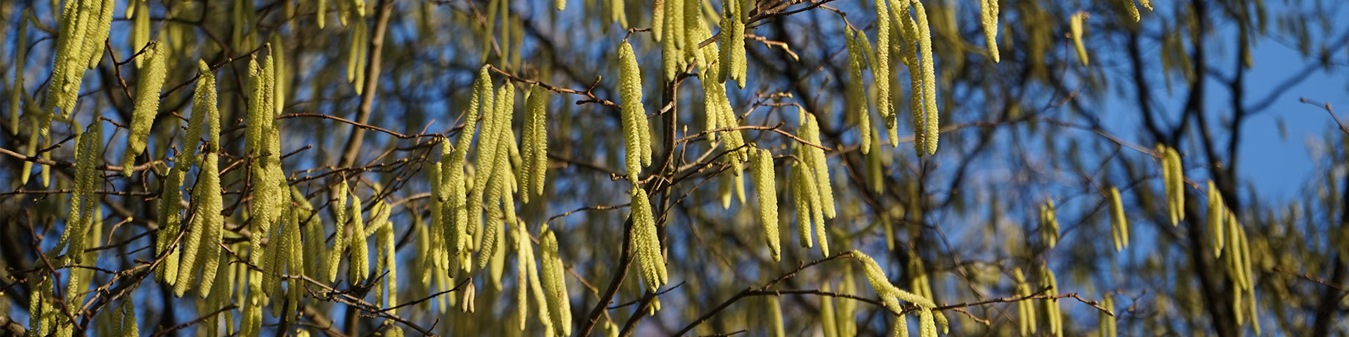 Hazel catkins on tree