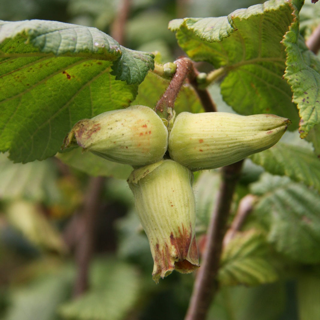 Hazel Webbs Prize Cob | Hazelnut & Cobnut Trees | Ornamental Trees