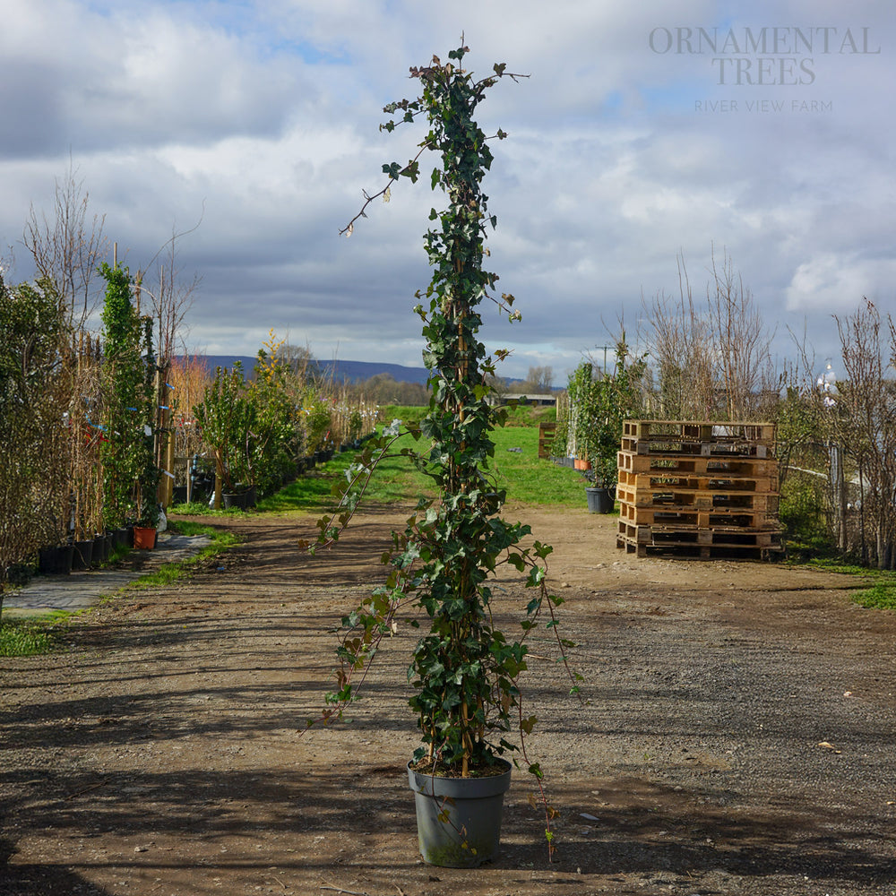 Hedera Hibernica climber