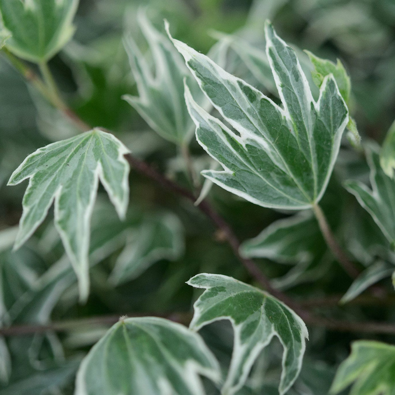 Hedera helix White Ripple Ivy Garden Screen | Ornamental Trees