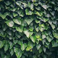 Hedera helix ‘Woerner’ Ivy