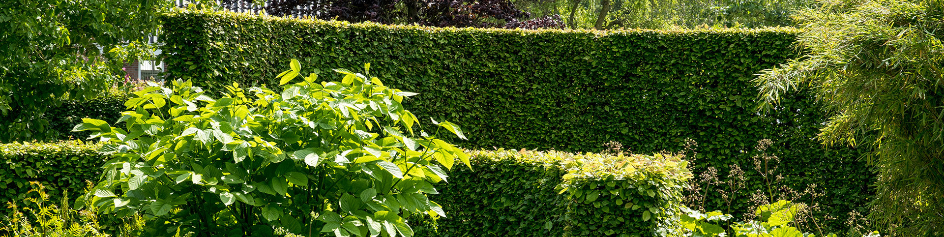 Carpinus Hornbeam hedging