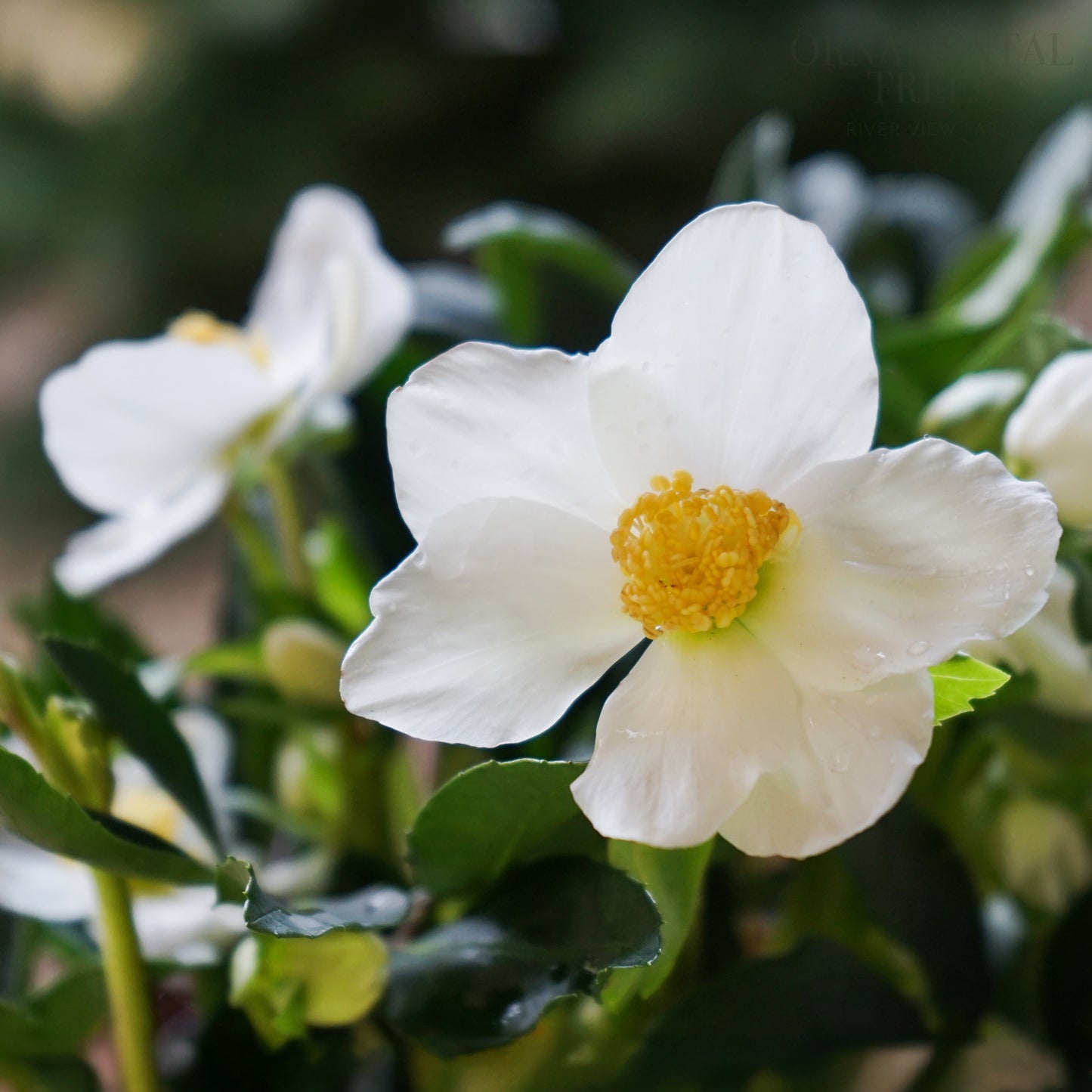 Helleborus 'Christmas Carol'