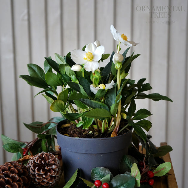 Hellebore 'Christmas Carol' in pot