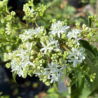 Heptacodium miconioides Seven Son flowers in bloom