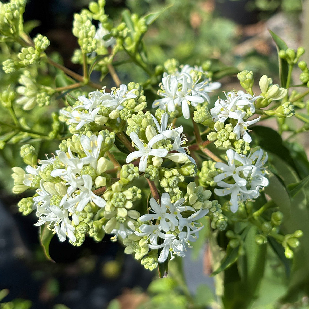Heptacodium miconioides Seven Son flowers in bloom