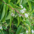 Heptacodium miconioides Seven Son Flower tree