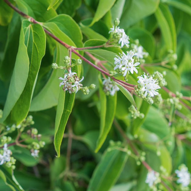 Heptacodium miconioides Seven Son Flower tree