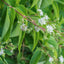 Heptacodium miconioides Seven Son Flower tree