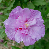 Hibiscus Lavender Chiffon flower