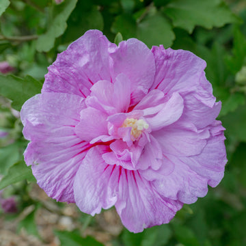 Hibiscus Lavender Chiffon flower