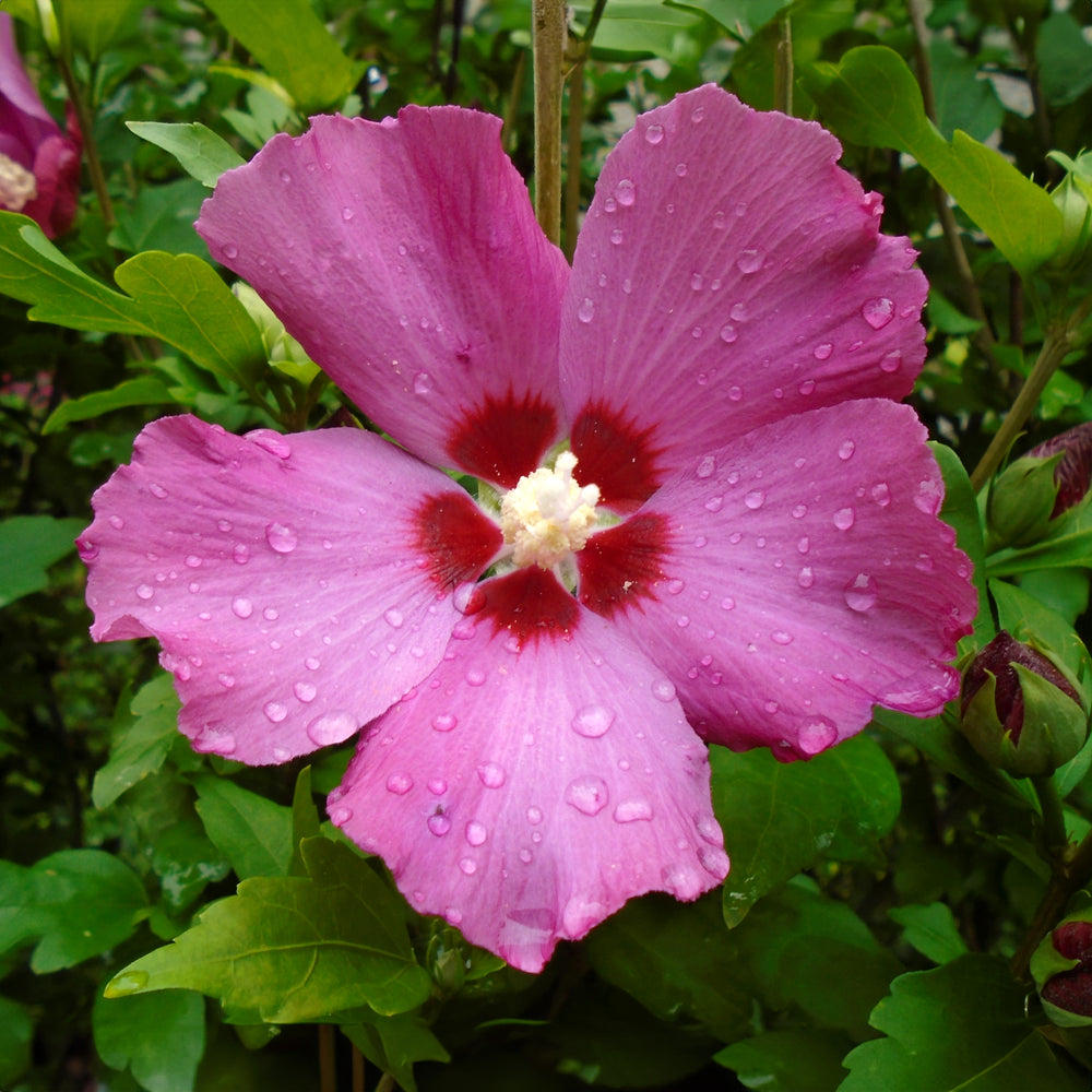Hibiscus syriacus 'Woodbridge'
